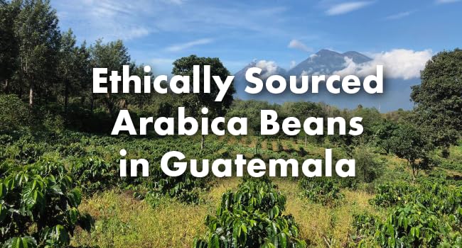 Café Grumpy Guatemala Single Origin Whole Coffee Beans, 12 oz Bag Farm to Table Medium Roast, French Press Pour Over Cold Brew Drip