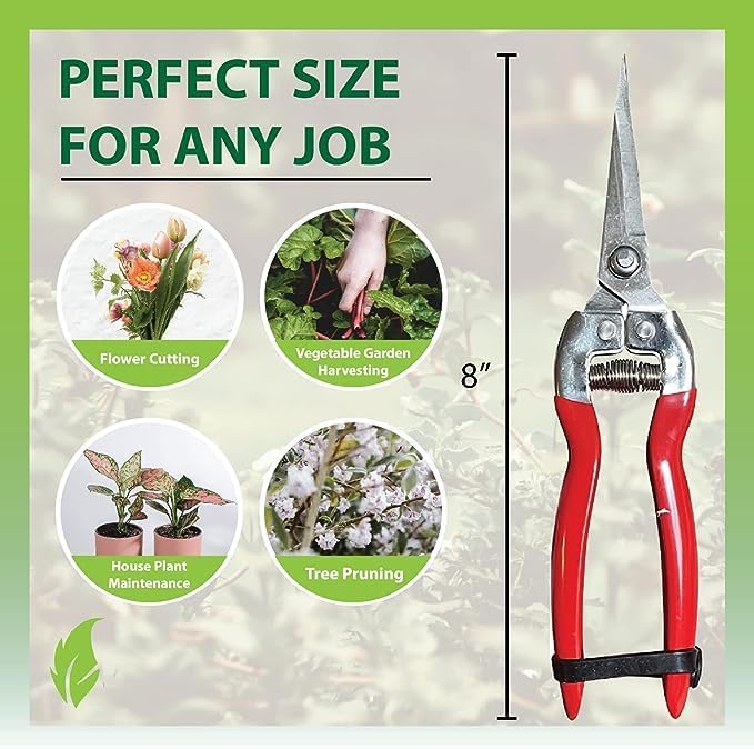 Garden Guru Straight Stainless Steel Pruner Pruning Shears Clippers Snips Sharp Bonsai Cutter Plant Trimming Scissor Straight Blade Garden Scissors Tool -Great for Roses Flowers Herbs Fruits (2 Pack)