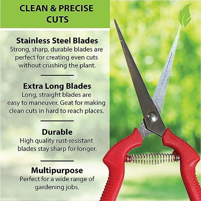 Garden Guru Straight Stainless Steel Pruner Pruning Shears Clippers Snips – Sharp Bonsai Cutter Plant Trimming Scissors – Straight Blade Garden Scissors Tool – Great for Roses Flowers Herbs Fruits