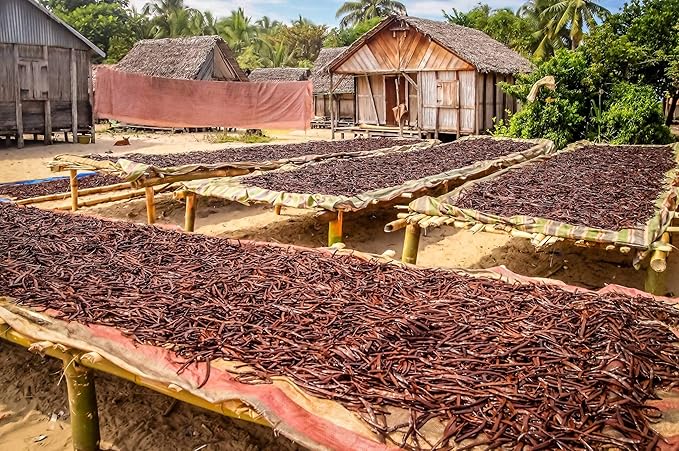 25 Vanilla Beans - Whole Extract Grade B Pods for Baking, Homemade Extract, Brewing, Coffee, Cooking - Tahitian